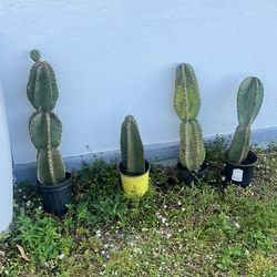 Cactus available 10 each