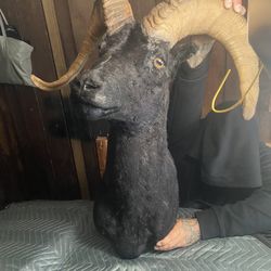 Taxidermy Ram