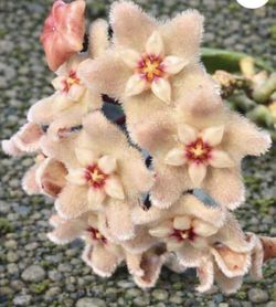 Hoya Chouke