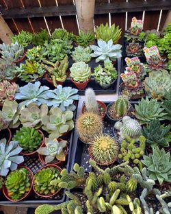 Selling plants and Succulents