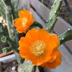 California Sunshine Live Cactus Plant Sunset Orange Flowers - 1 Gallon Pot