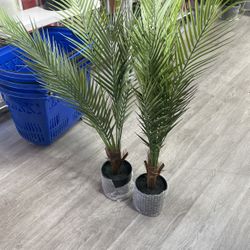 Palms 2 PCs New 3 Feet