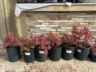 6 - 3.5 gal Coprosma Inferno Plants