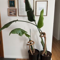 Bird Of Paradise Plants 