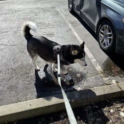 Leg Brace For Large Dog