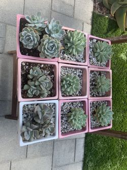 Succulents