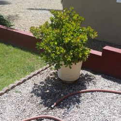 Large succulent plant in pot for sale.