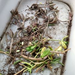 BBY Morther Plant N Other 