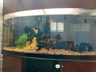 Aquarium with stand - 75 gallon - $50