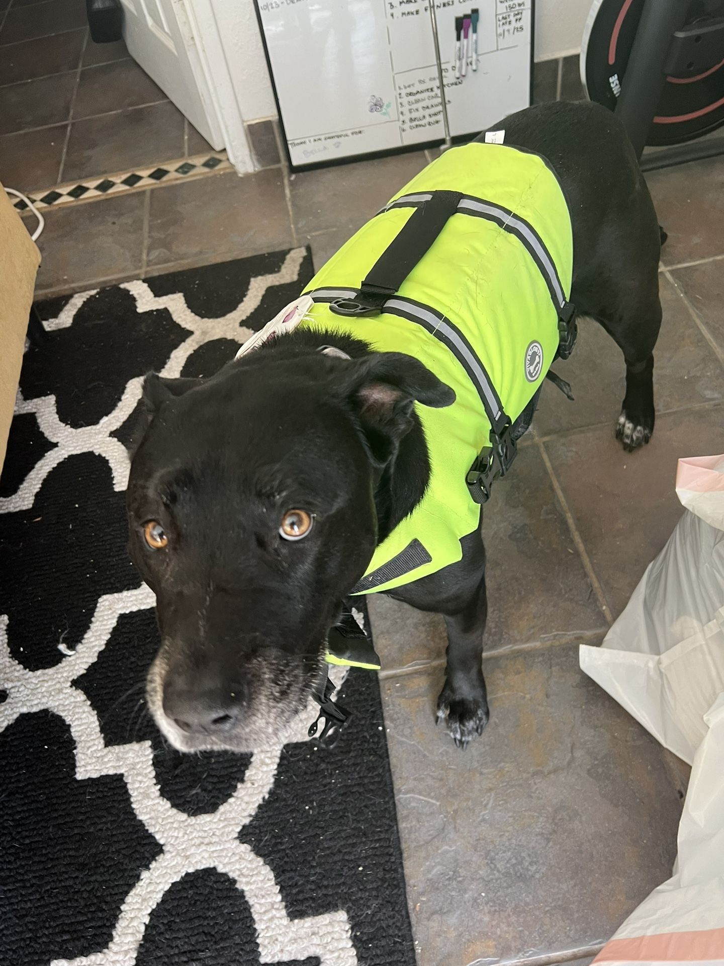 Large Dog Life Vest