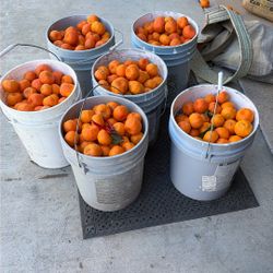 Mandarinas Mexicanas 