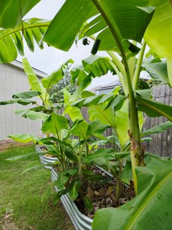 🌴 WOW WOW BANANA TREES FOR YOUR YARD OR PROPERTY