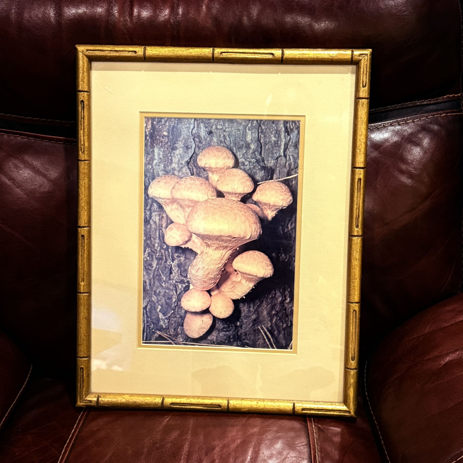 Framed Mushroom Photograph • 19” x 15” • Bamboo -Style Frame