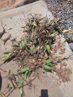 Plants  / $10 for all