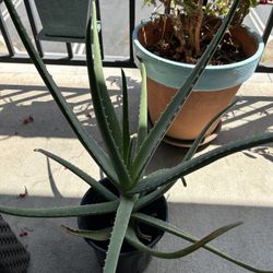 Aloe Vera 20”Plant