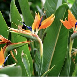 Plant sale, everything must go