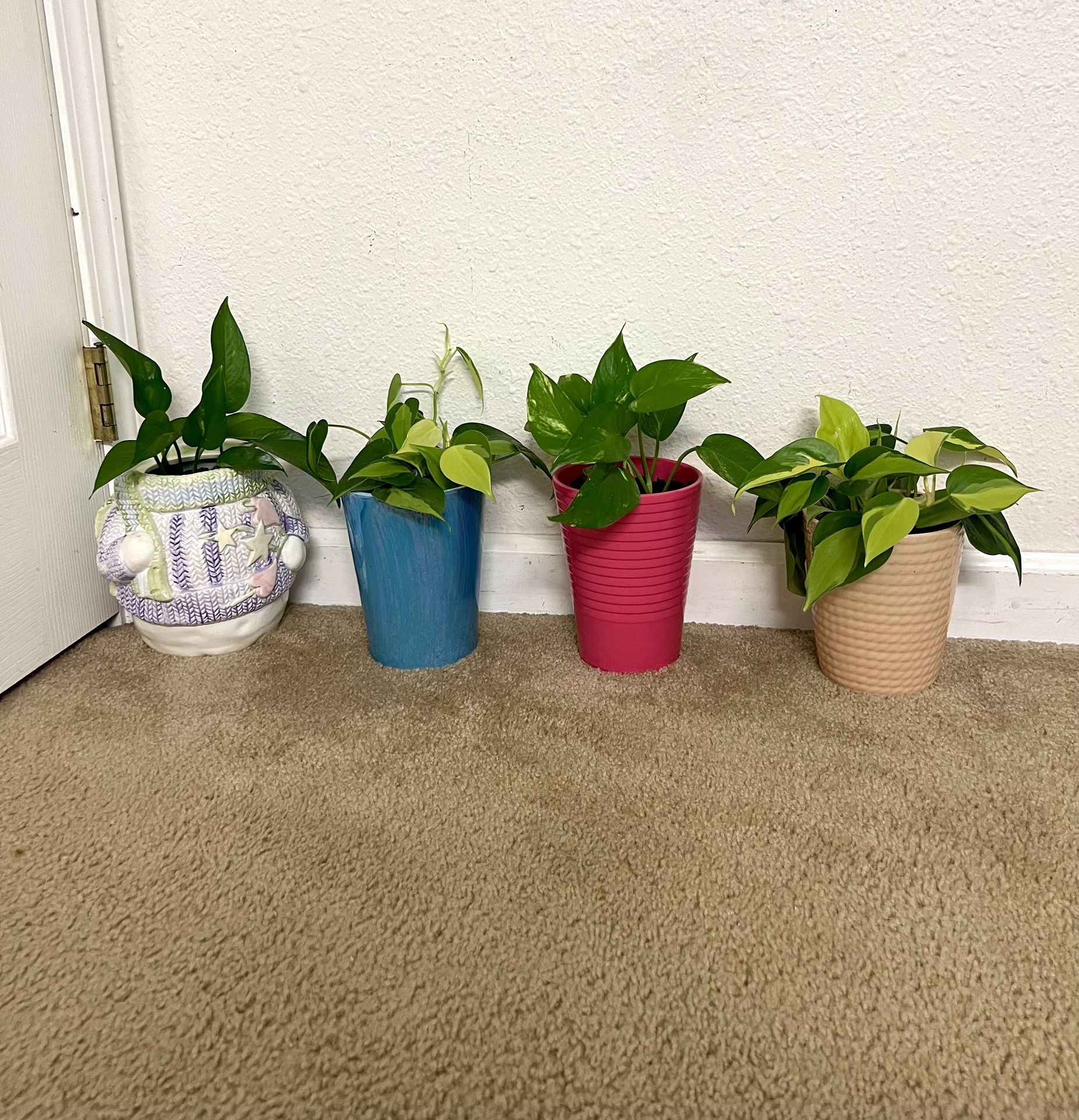 Indoor Plants 🪴 