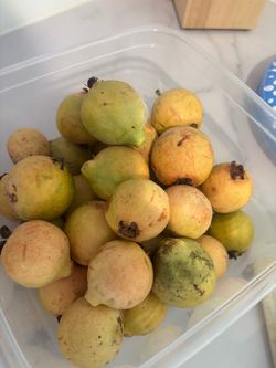 Fresh guayabas!