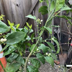 6FT Tall Blooming Flowers Owari Satsuma Mandarin Orange Grafted Fruit Tree In 15 Gallon Pot  Cash only  Pick up in Downtown San Jose  Helping my dad l