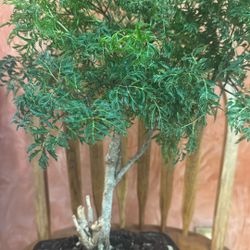 Nice Old Bonsai $65.00