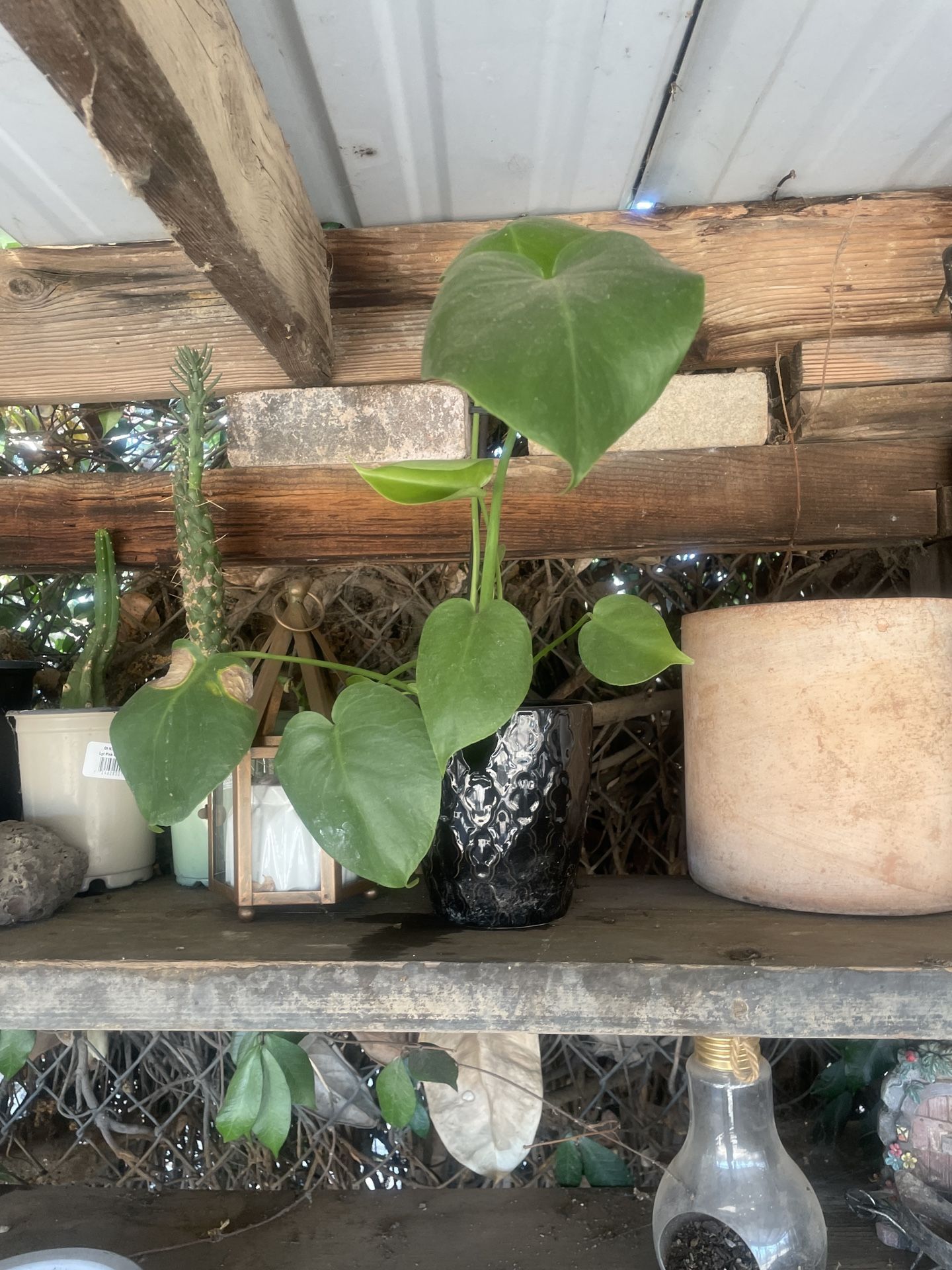 Monstera Plant In Black 6’ Ceramic Pot