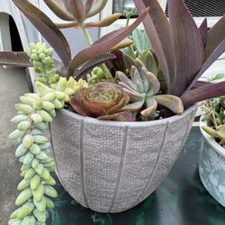 Succulent Plants 
