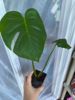 2 Monstera Deliciosa rooted cutting