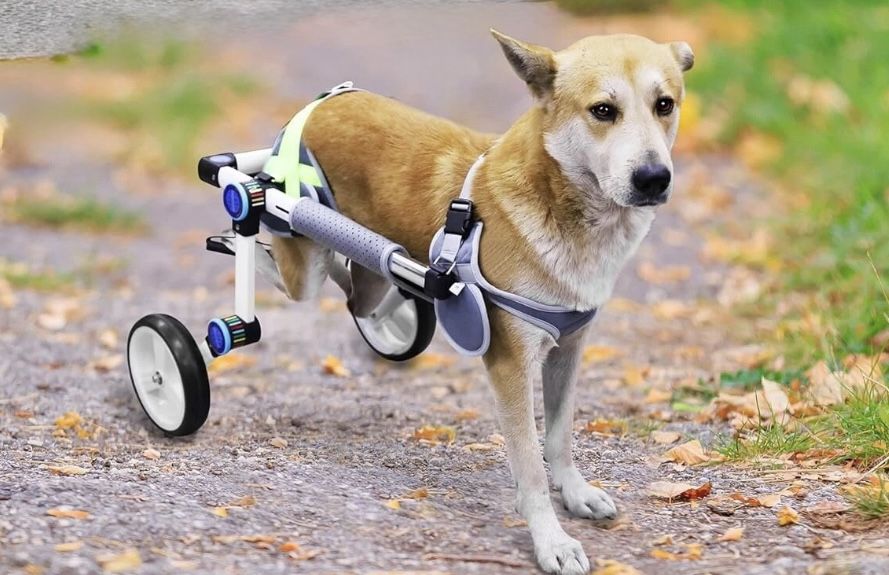 Dog Wheelchair