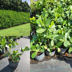 Clusias In 3gal Plant Great For Hedges