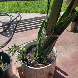 Planta Sanseveriana Muy Medicinal 