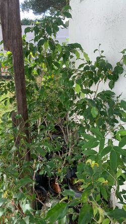 Ficus