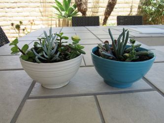 Set Of Beige & Blue Pattern Garden Pots With Succulents