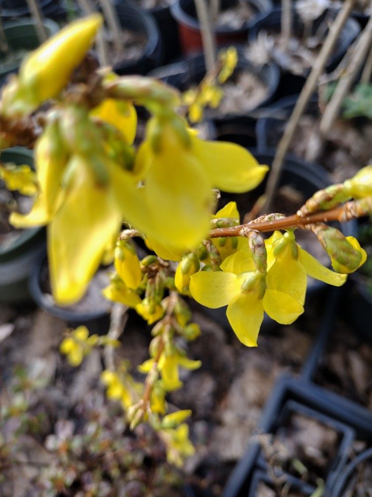 Plants For Sale