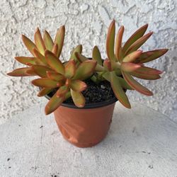 4 Inch Pot Succulent Plant - Sedum Adolphii - Firestorm - Rooted & Established - Drought Resistant - 🪴