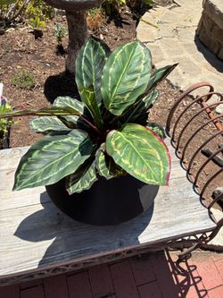 Aglaonema fake Plant in Black Planter