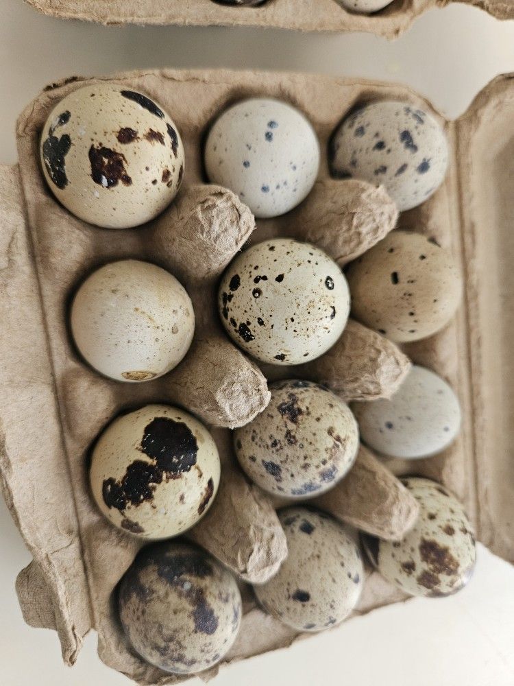Quail Eggs