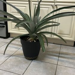 Pineapple Plant 