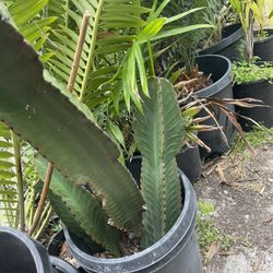 Cactus Plant   Succulent 