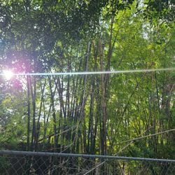 Fresh Cut BAMBOO 2" THICK 6 TO 8 FT LONG