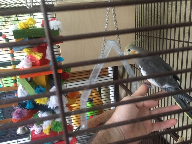 Baby cockatiel