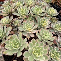 Aeonium Sunburst 
