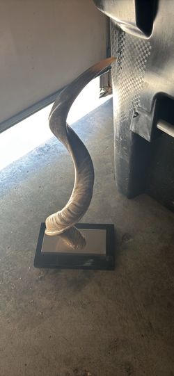 Decorative animal horn