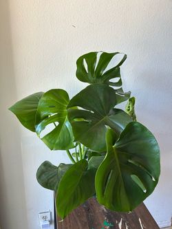 Monstera Deliciosa
