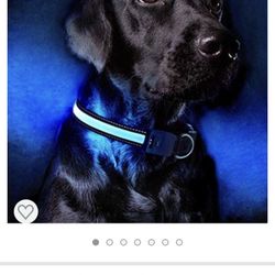 LED Dog Collar