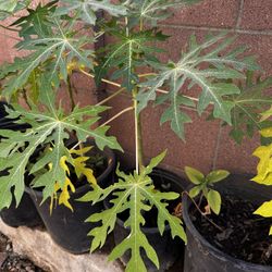 Papaya Tree