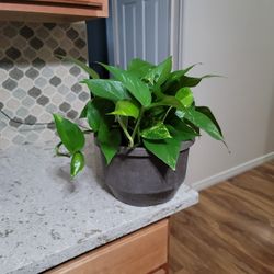 Pothos in Plastic Pot