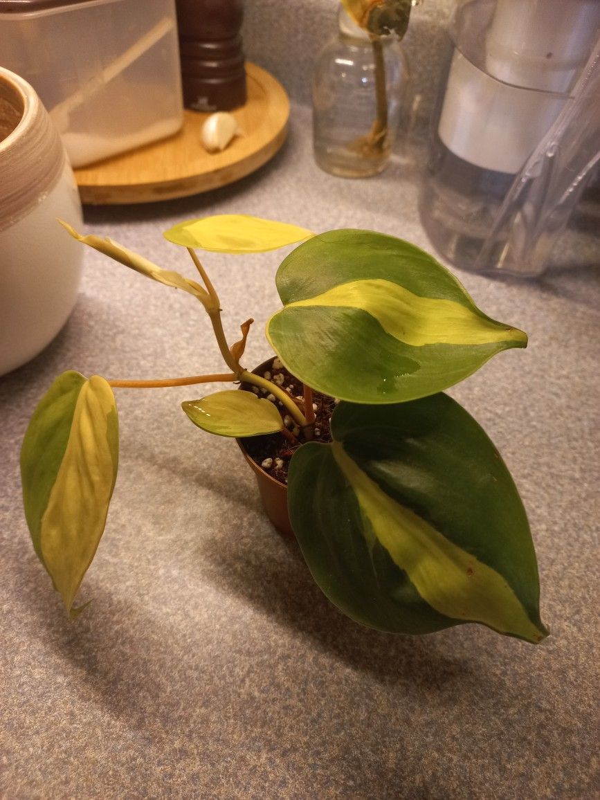 Philodendron Hederaceum 'Brasil' 3"