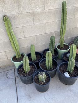 Cactus 