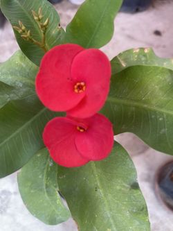 Corona De Cristo En Maceta De Un Galón Su Precio Es $20