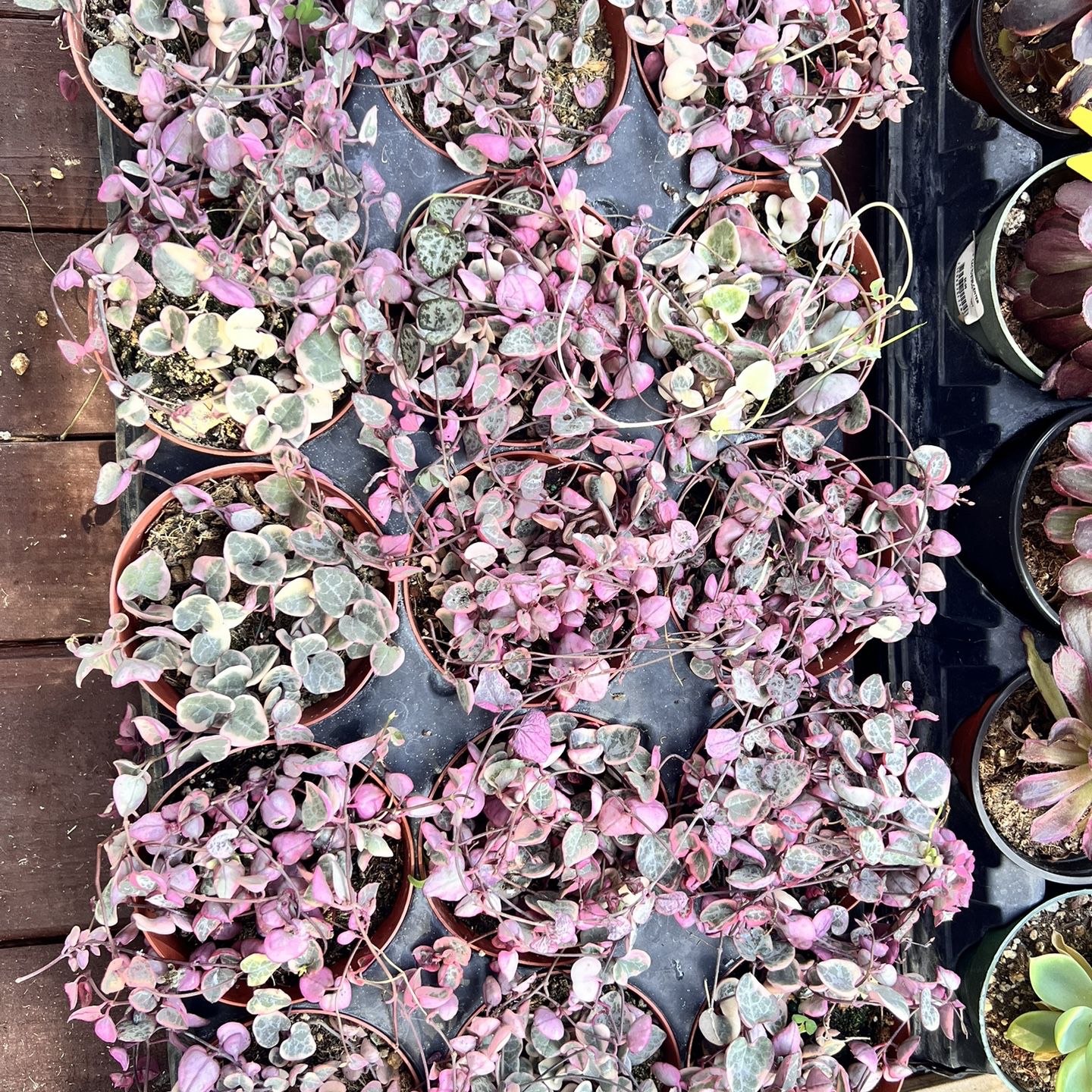 String Of Hearts Variegated 